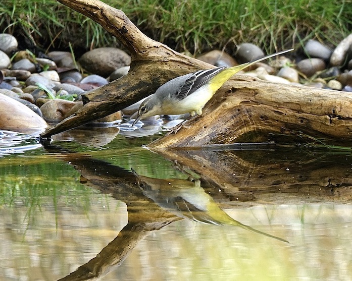 grey wagtail